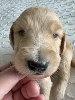 Petey, a male Goldendoodle and Double Doodle for sale in San Diego, CA – Photo 2 of 10