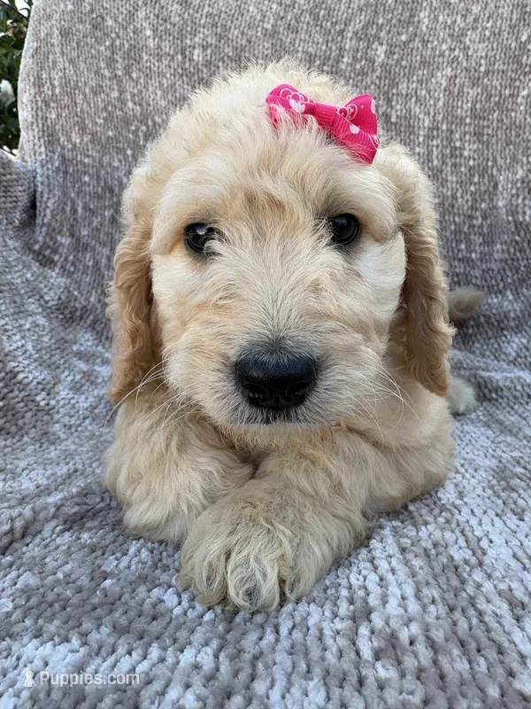 Piper – Goldendoodle, Labradoodle puppy for sale in San Diego, CA