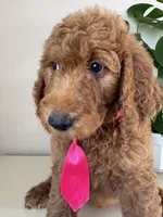 Oreo, a male Goldendoodle for sale in San Diego, CA – 2 of 10