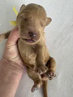 Nelly, a female Goldendoodle for sale in San Diego, CA – Photo 2 of 10