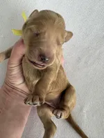 Nelly, a female Goldendoodle for sale in San Diego, CA – Photo 3 of 10