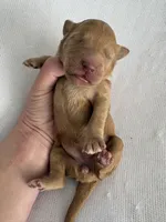 Nelly, a female Goldendoodle for sale in San Diego, CA – Photo 10 of 10