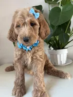 Nelly, a female Goldendoodle for sale in San Diego, CA – 10 of 10