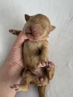 Nelly, a female Goldendoodle for sale in San Diego, CA – Photo 4 of 10