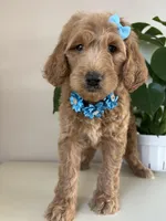 Nelly, a female Goldendoodle for sale in San Diego, CA – 5 of 10