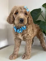 Nelly, a female Goldendoodle for sale in San Diego, CA – 8 of 10