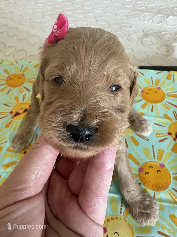 Nelly – Goldendoodle puppy for sale in San Diego, CA