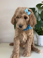 Nelly, a female Goldendoodle for sale in San Diego, CA – 9 of 10