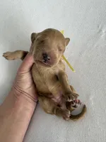 Nelly, a female Goldendoodle for sale in San Diego, CA – Photo 5 of 10