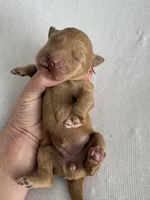 Nelly, a female Goldendoodle for sale in San Diego, CA – Photo 9 of 10