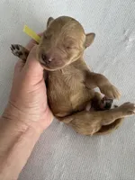 Nelly, a female Goldendoodle for sale in San Diego, CA – Photo 8 of 10