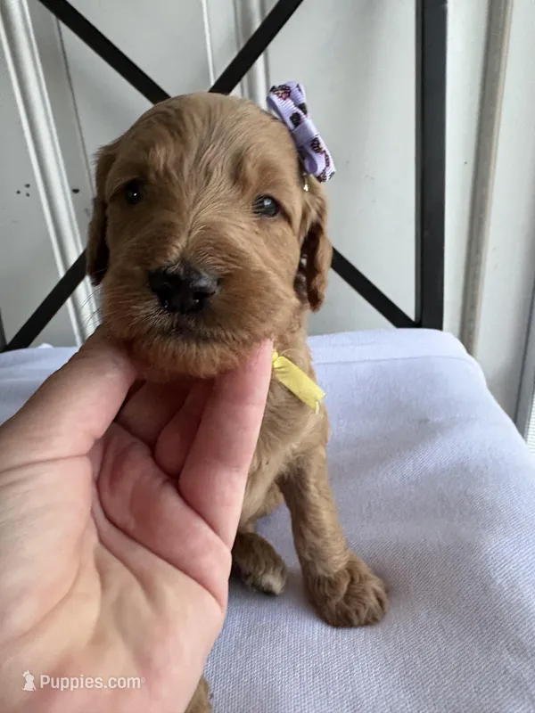 Nelly – Goldendoodle puppy for sale in San Diego, CA