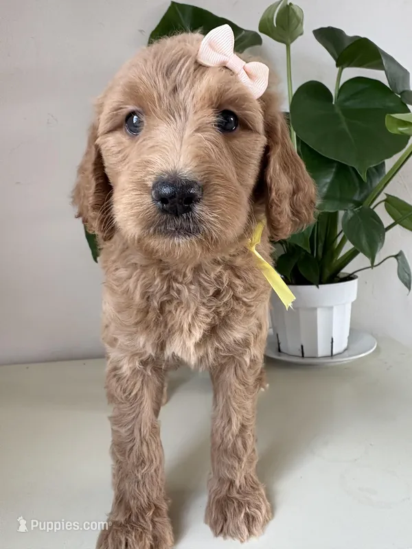 Nelly – Goldendoodle puppy for sale in San Diego, CA