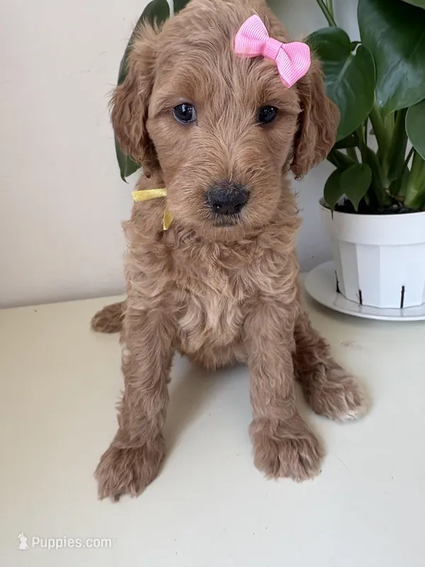 Nelly – Goldendoodle puppy for sale in San Diego, CA