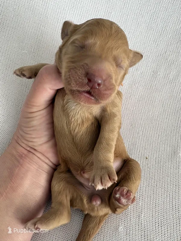 Nelly – Goldendoodle puppy for sale in San Diego, CA