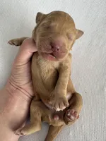 Nelly, a female Goldendoodle for sale in San Diego, CA – Photo 1 of 10