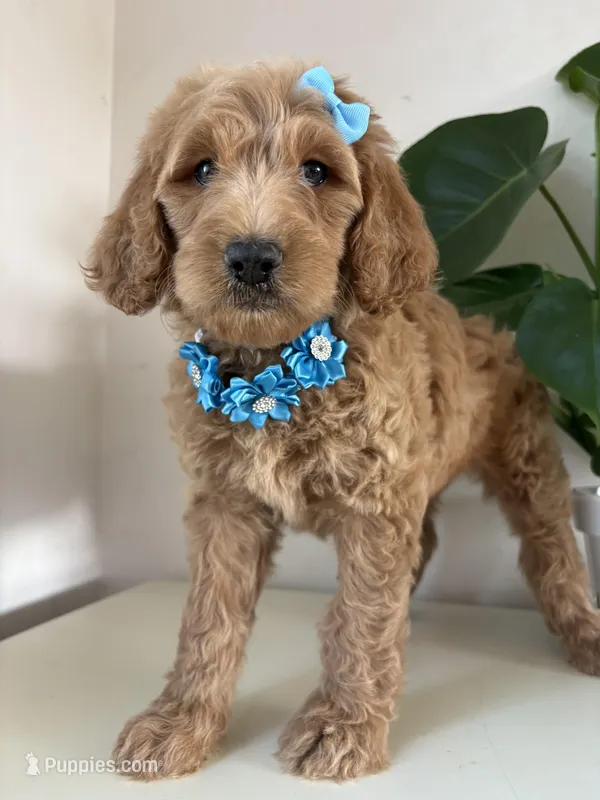 Nelly – Goldendoodle puppy for sale in San Diego, CA
