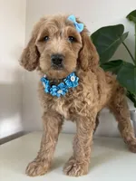 Nelly, a female Goldendoodle for sale in San Diego, CA – 1 of 10
