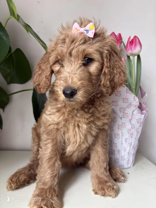 Nelly – Goldendoodle puppy for sale in San Diego, CA