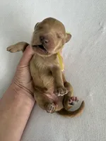 Nelly, a female Goldendoodle for sale in San Diego, CA – Photo 7 of 10