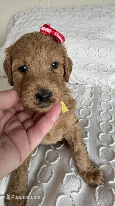 Nelly – Goldendoodle puppy for sale in San Diego, CA