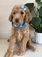 Nelly, a female Goldendoodle for sale in San Diego, CA – 7 of 10