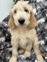 Petey, a male Goldendoodle and Double Doodle for sale in San Diego, CA – 10 of 10