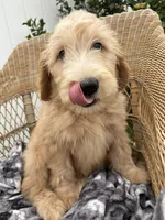 Pickles, a male Goldendoodle and Double Doodle for sale in San Diego, CA – 2 of 10