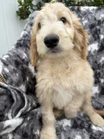 Petey, a male Goldendoodle and Double Doodle for sale in San Diego, CA – 3 of 10
