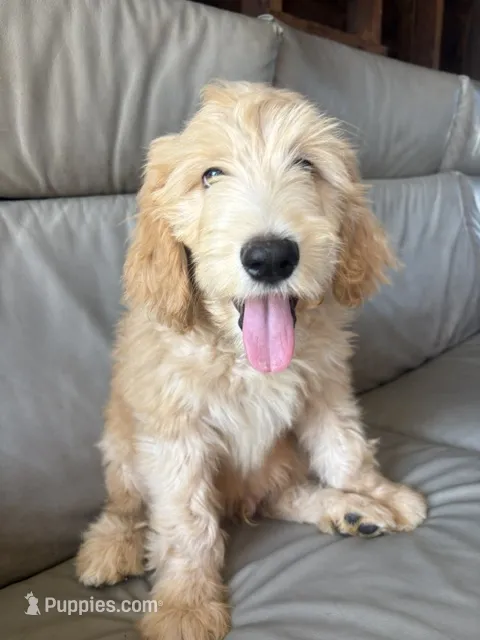 Pickles – Goldendoodle, Double Doodle puppy for sale in San Diego, CA