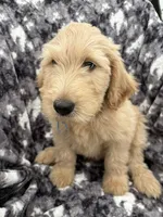 Pax, a male Goldendoodle and Double Doodle for sale in San Diego, CA – 4 of 10