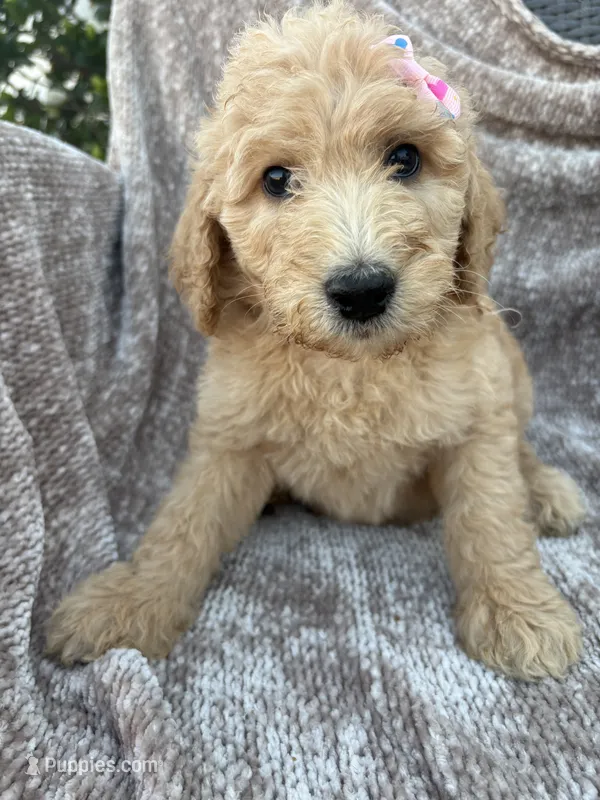 Penny – Goldendoodle, Labradoodle puppy for sale in San Diego, CA