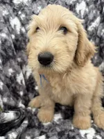 Pax, a male Goldendoodle and Double Doodle for sale in San Diego, CA – 8 of 10