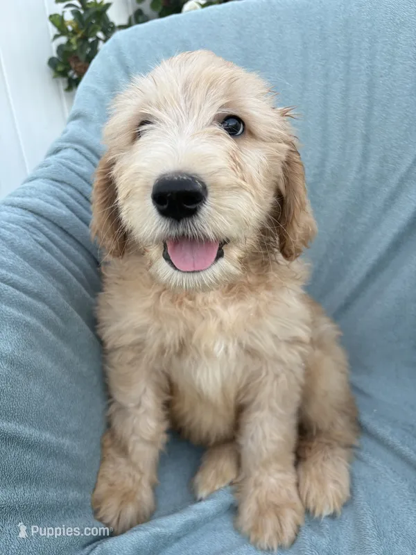 Pickles – Goldendoodle, Double Doodle puppy for sale in San Diego, CA
