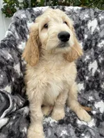 Petey, a male Goldendoodle and Double Doodle for sale in San Diego, CA – 9 of 10