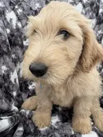 Pax, a male Goldendoodle and Double Doodle for sale in San Diego, CA – 10 of 10