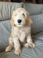 Mr Pickles, a male Goldendoodle and Labradoodle for sale in San Diego, CA – 8 of 10