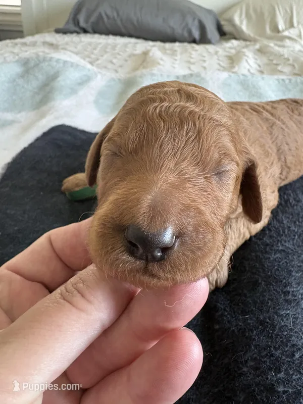 Oreo – Goldendoodle puppy for sale in San Diego, CA