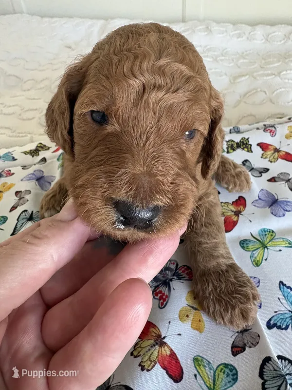Oreo – Goldendoodle puppy for sale in San Diego, CA