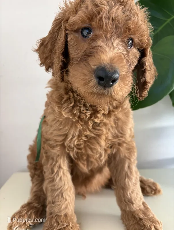 Oreo – Goldendoodle puppy for sale in San Diego, CA