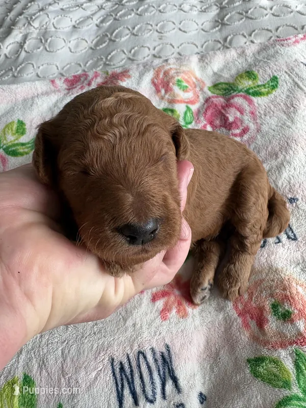 Oreo – Goldendoodle puppy for sale in San Diego, CA