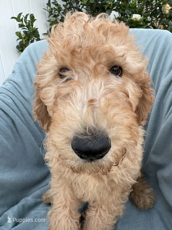 Max – Goldendoodle puppy for sale in San Diego, CA