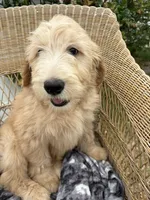 Pickles, a male Goldendoodle and Double Doodle for sale in San Diego, CA – 10 of 10