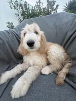 Petey, a male Goldendoodle and Labradoodle for sale in San Diego, CA – 3 of 10