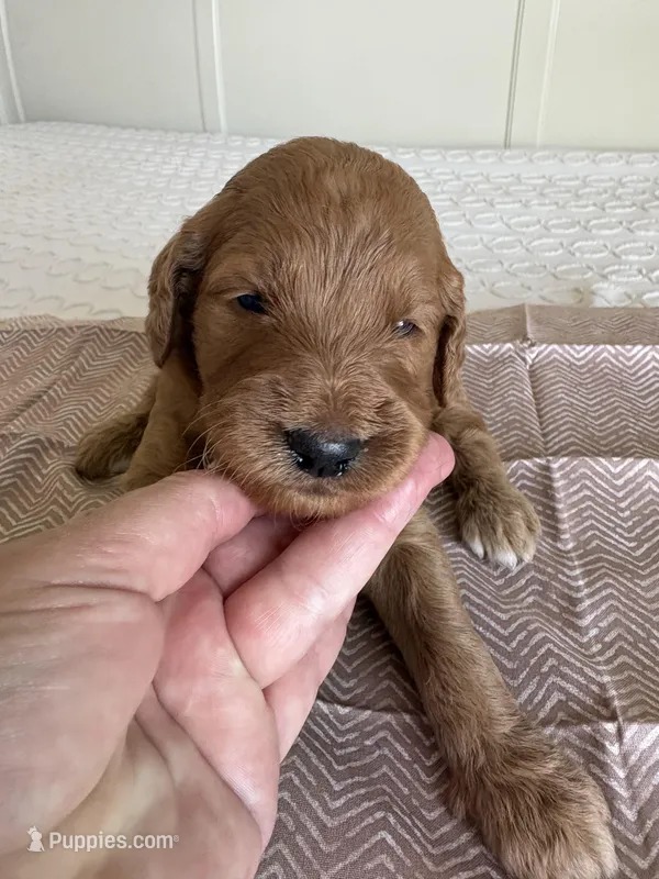 Ruby – Goldendoodle puppy for sale in San Diego, CA