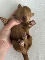 Ruby, a female Goldendoodle for sale in San Diego, CA – Photo 9 of 10