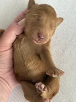 Ruby, a female Goldendoodle for sale in San Diego, CA – Photo 6 of 10