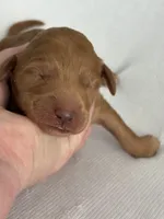 Ruby, a female Goldendoodle for sale in San Diego, CA – Photo 4 of 10