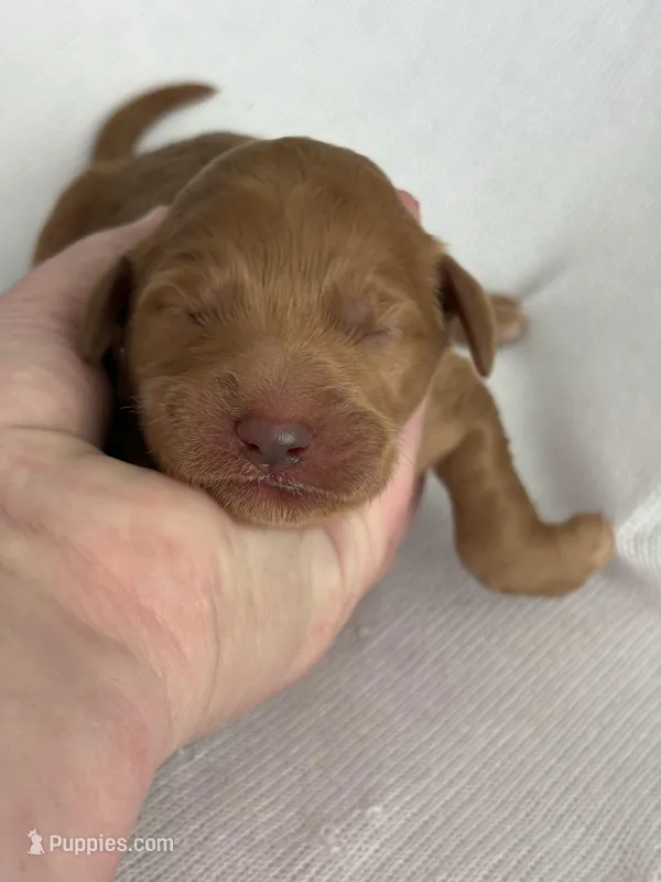 Ruby – Goldendoodle puppy for sale in San Diego, CA