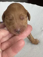 Ruby, a female Goldendoodle for sale in San Diego, CA – Photo 5 of 10